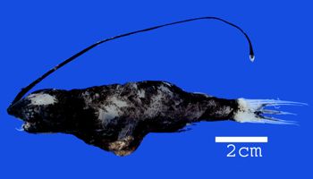 Media type: image; Ichthyology 162994